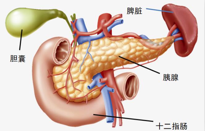 胰腺与周围组织器官的关系